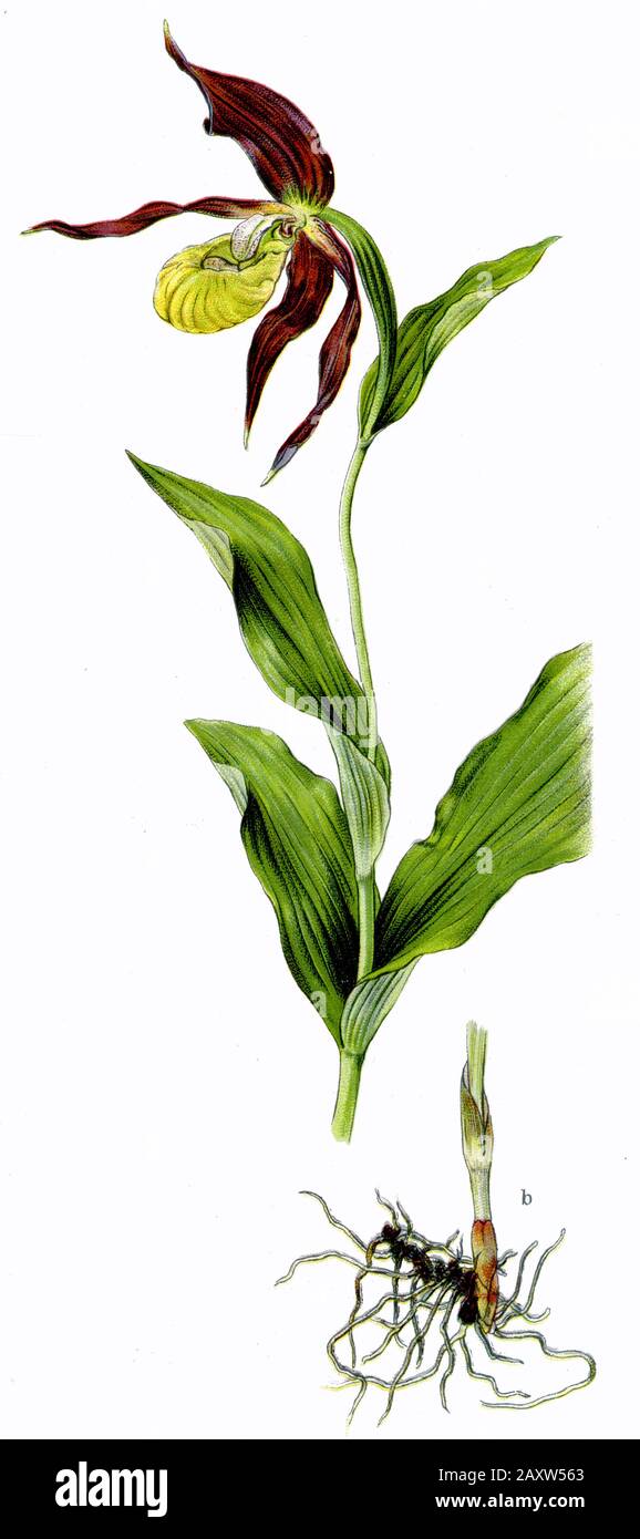 Cypripedium calceolus, (livre de botanique, 1909) Banque D'Images