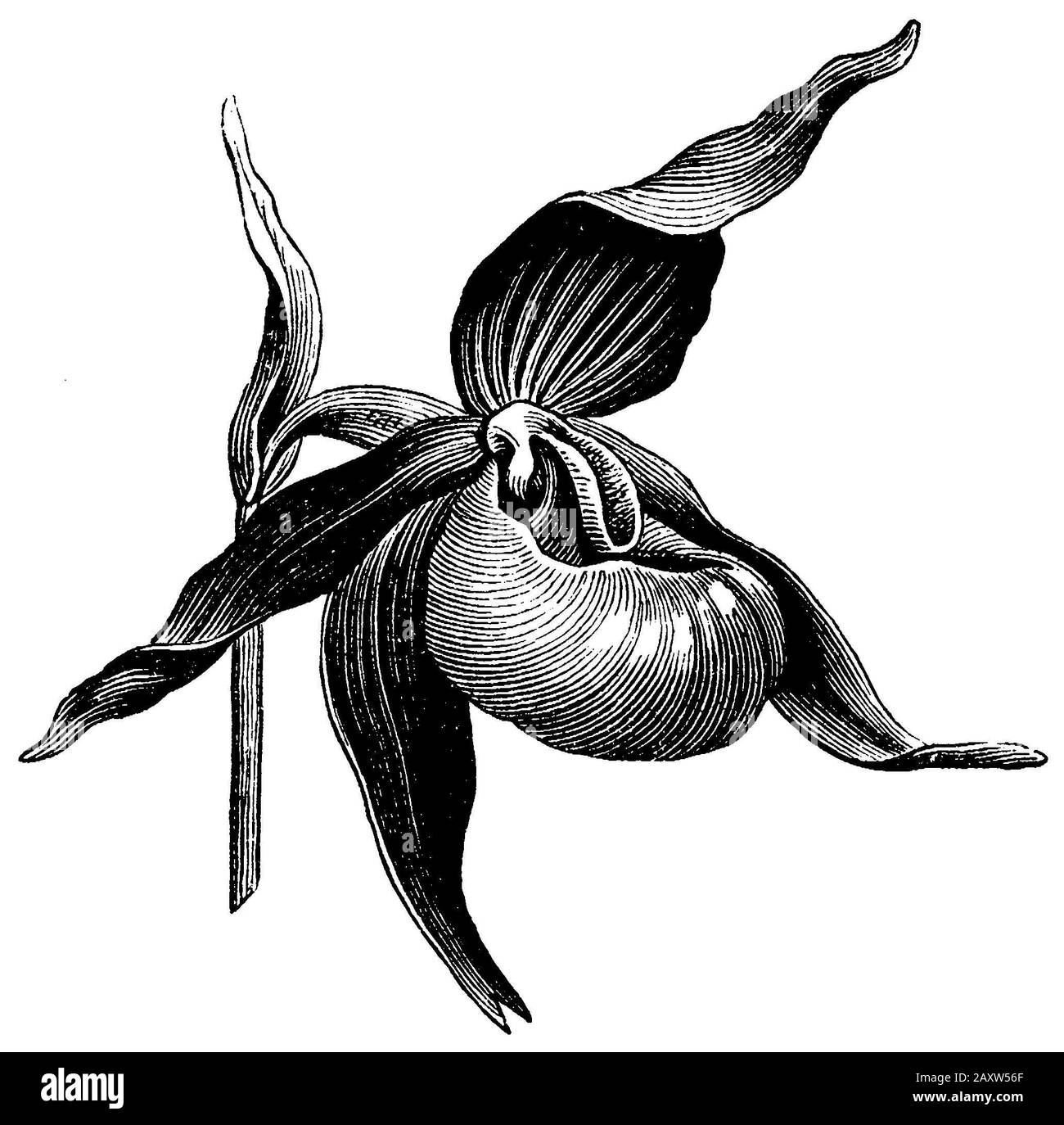 Pipette-Dame, Cypripedium calceolus, anonym (livre botanique, 1888) Banque D'Images