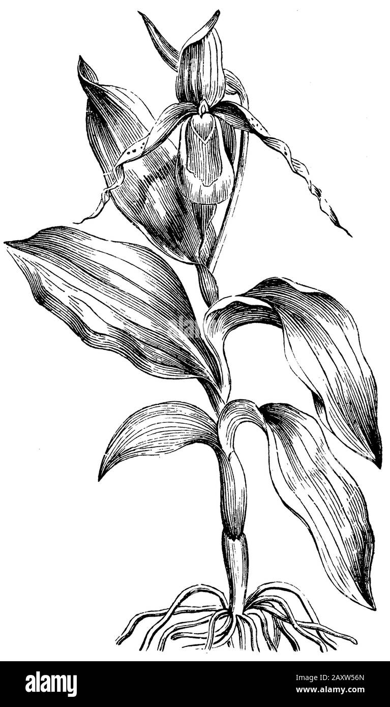 Lady's-slipper, Cypripedium calceolus, anonym (livre de biologie, 1882) Banque D'Images