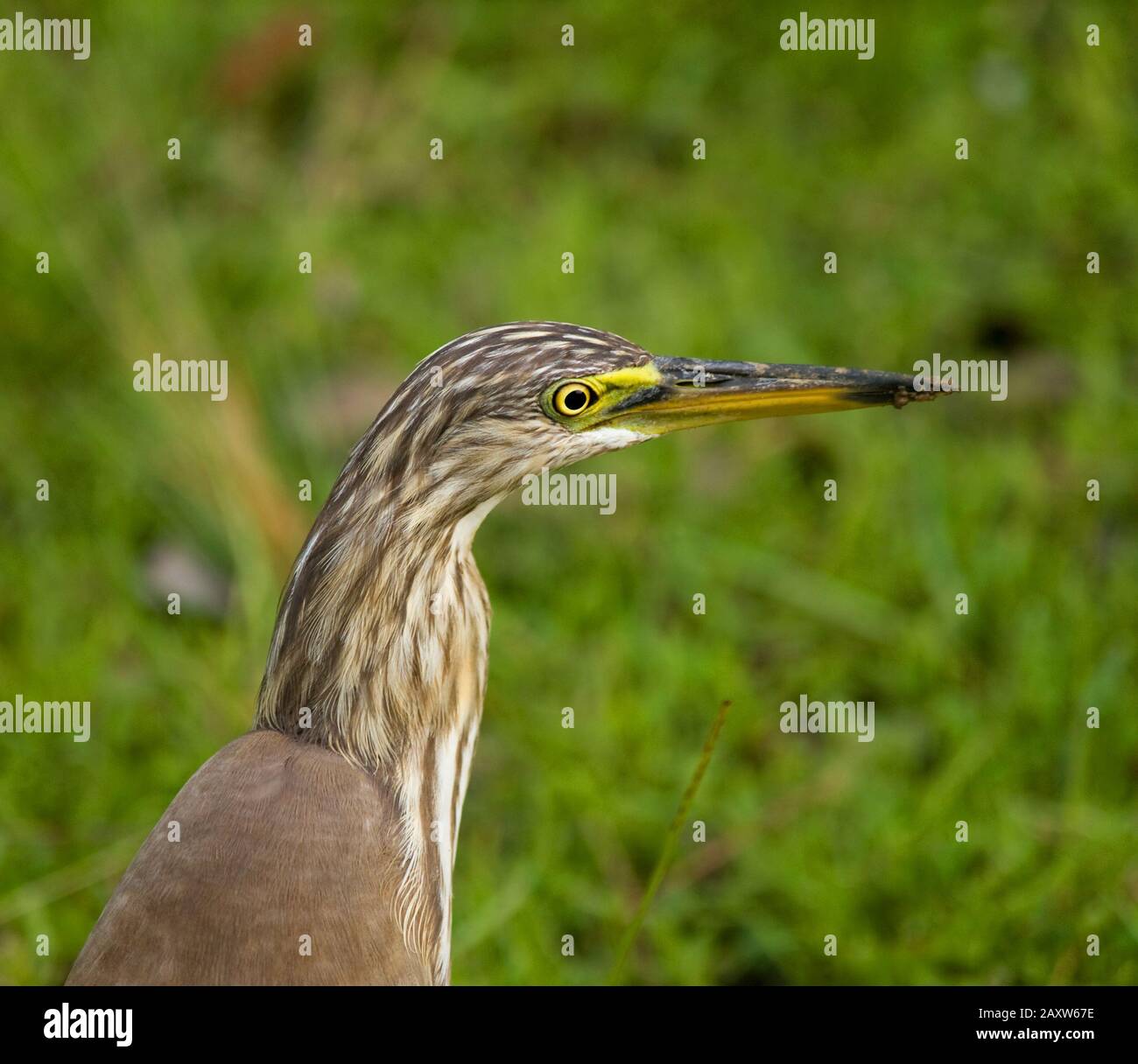 Portrait de l'étang indien heron Banque D'Images