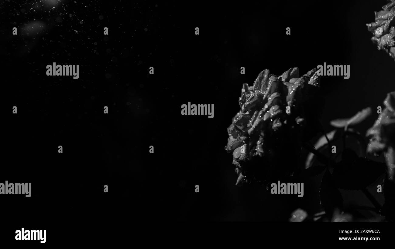 Rose rouge avec des gouttes d'eau sur leafs Banque D'Images