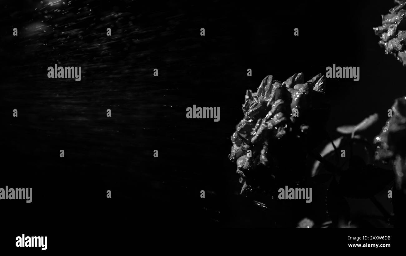 Rose rouge avec un jet d'eau d'une douche. Des gouttes d'eau Gros plan sur des pétales de rose. Banque D'Images