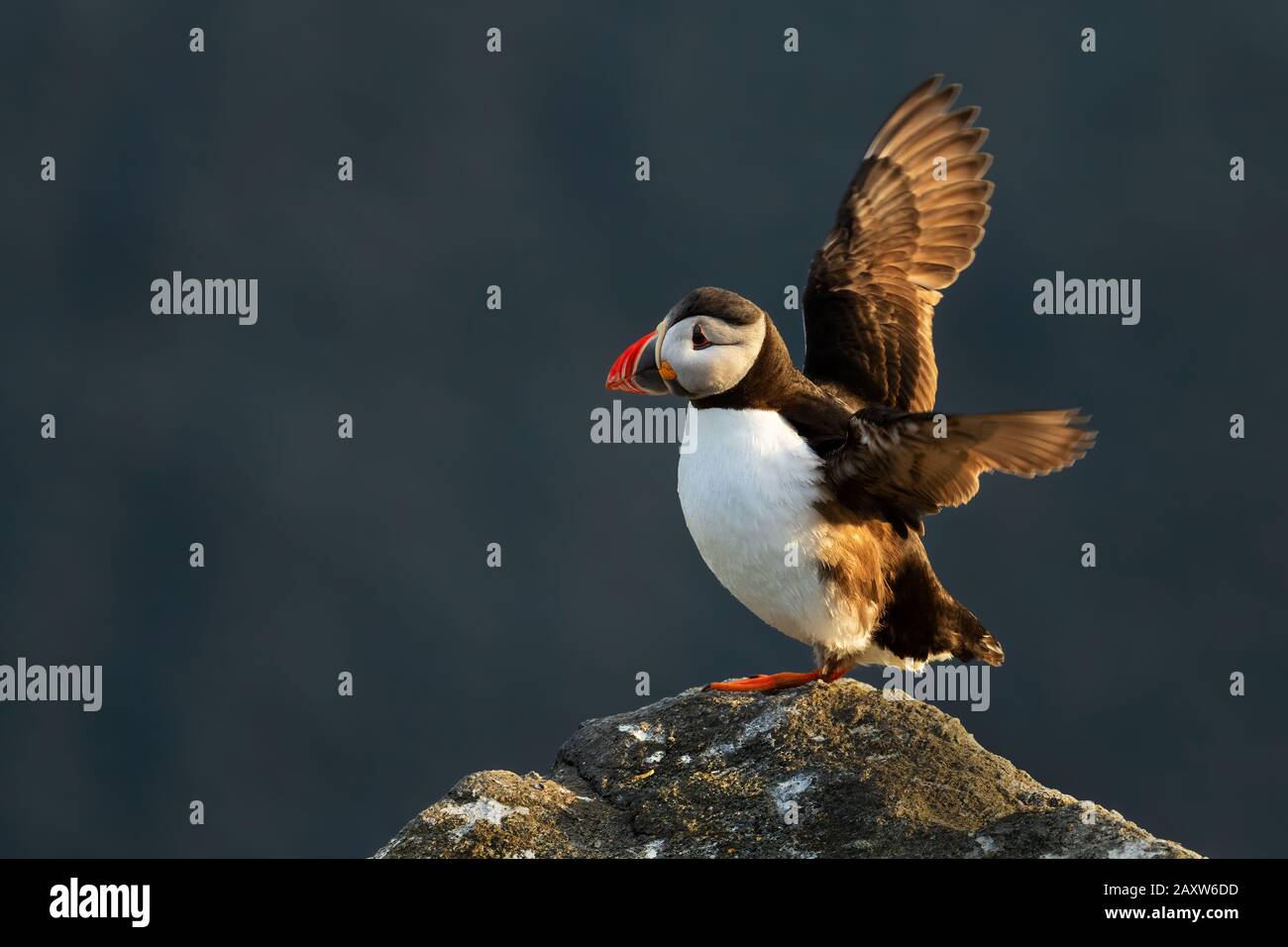 Atlantic Puffin - Fratercula arctica, belle pêche colorée des oiseaux de mer dans l'océan Atlantique, île de Runde, Norvège Banque D'Images