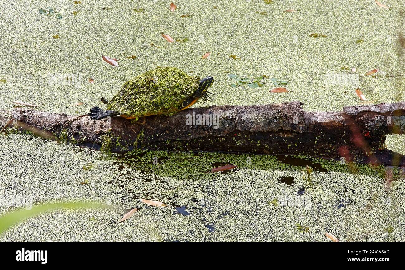 Tortue à coter commune, en rondins, couverte de feuillage, nature; animal, faune, Pseudemys (Chrysemys) floridana, écume d'étang, Réserve de bar Circle B; Lakela Banque D'Images