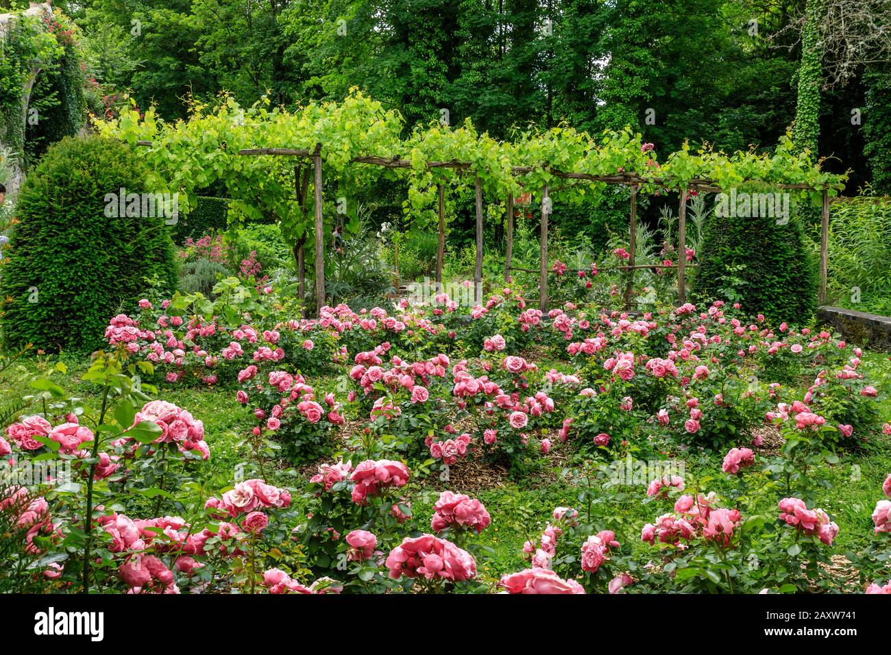 France, Indre et Loire, Vallée de la Loire classée au patrimoine mondial par l'UNESCO, Amboise, Château du Clos Lucé Parc et Jardins, le jardin des plantes aromatiques, p Banque D'Images