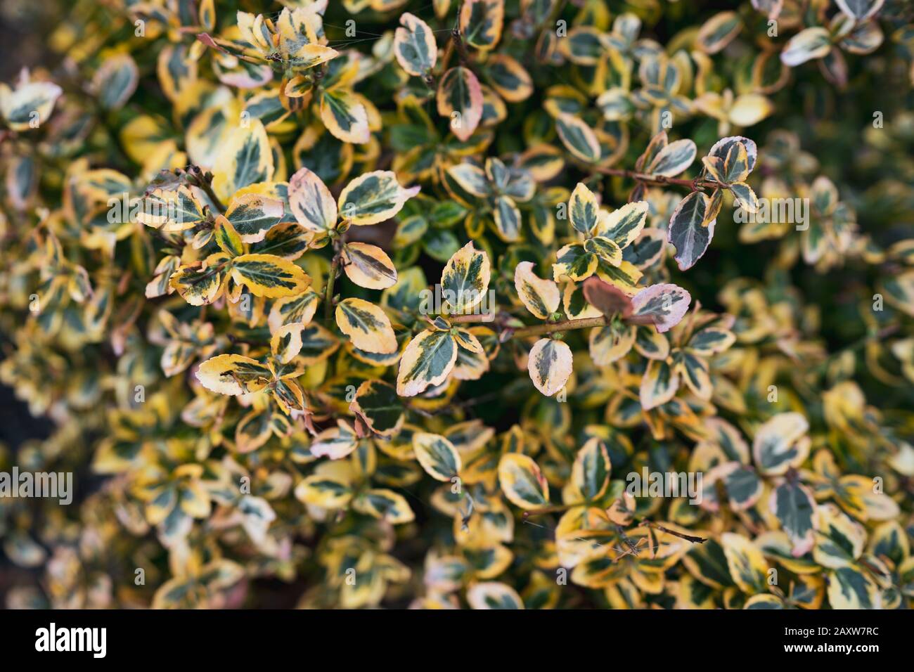 Feuilles de l'arbre de broche Euonymus Banque D'Images