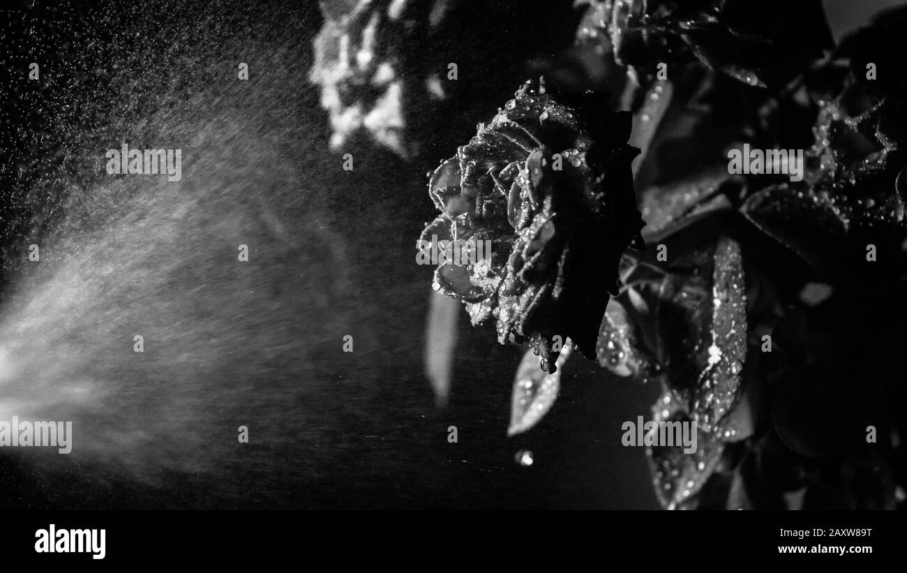 Rose rouge avec un jet d'eau d'une douche. Des gouttes d'eau Gros plan sur des pétales de rose. Banque D'Images