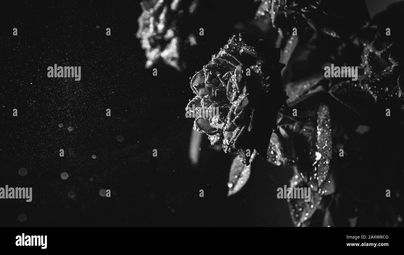 Rose rouge avec un jet d'eau d'une douche. Des gouttes d'eau Gros plan sur des pétales de rose. Banque D'Images