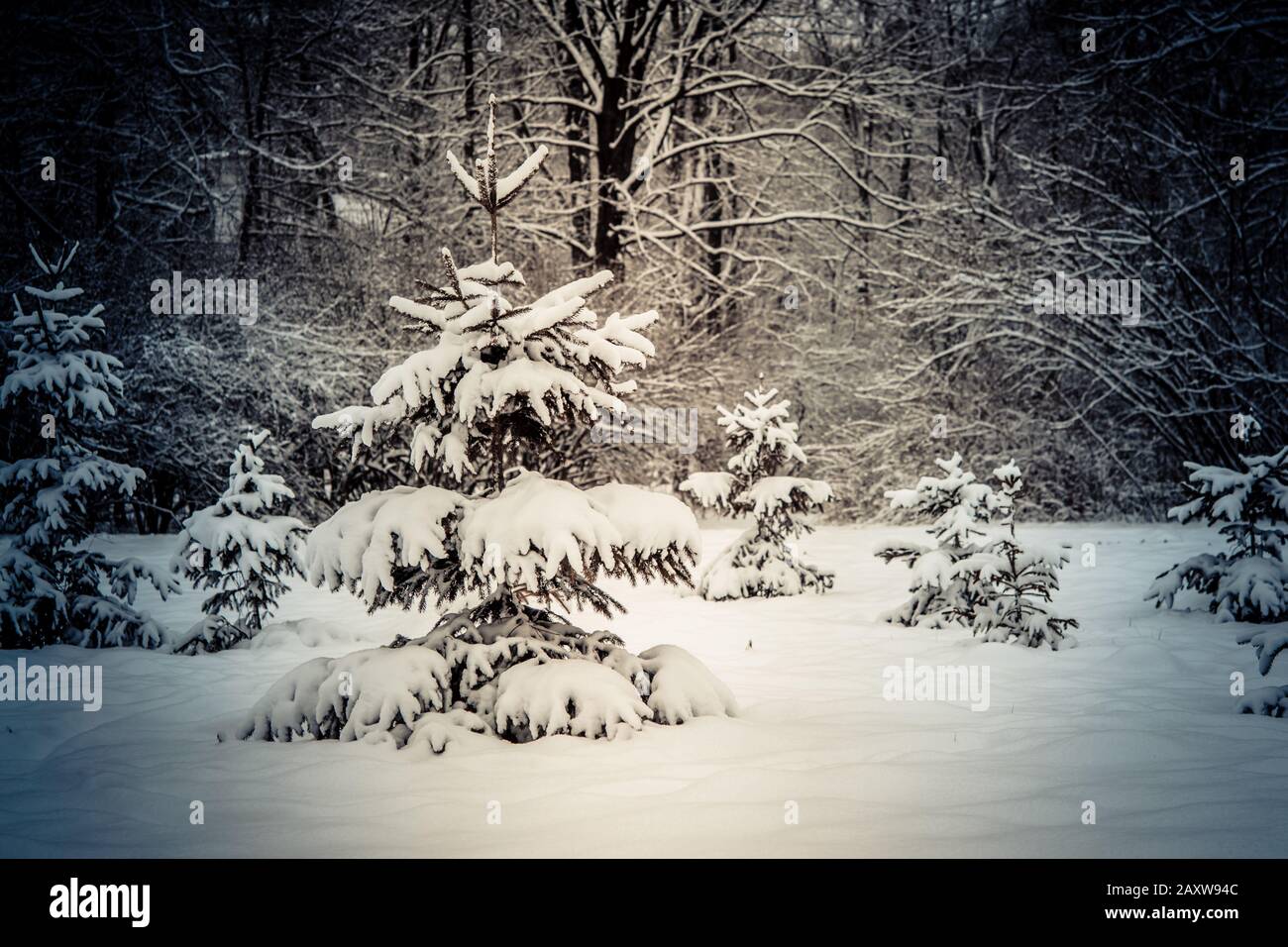 Les arbres forestiers couvraient la neige la nuit en hiver. Fantastique Paysage Magique De Conte De Fées. Noël Hiver Nouvel An Paysage. Toile De Fond Banque D'Images