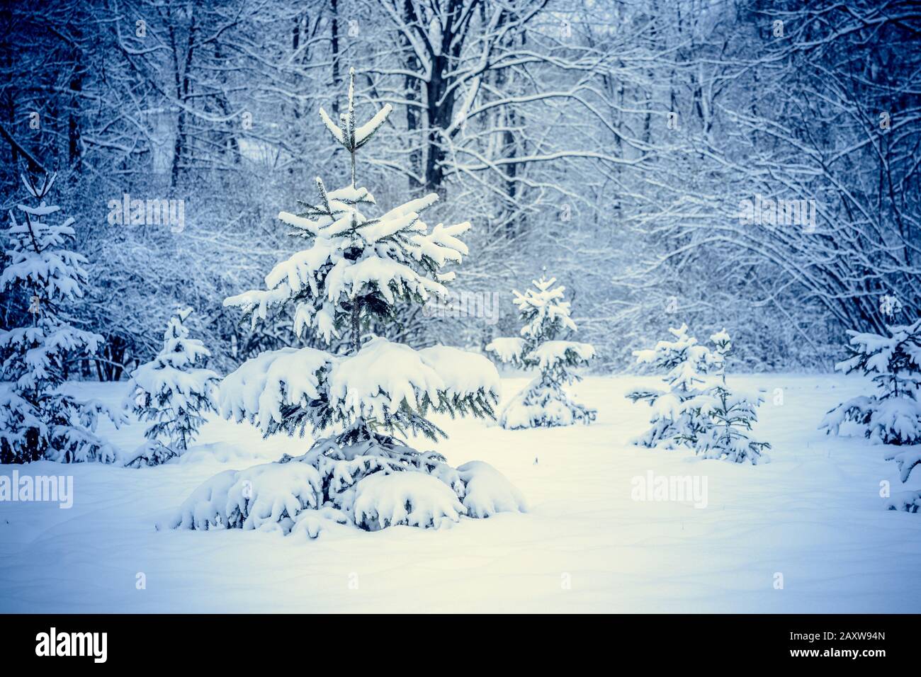 Les arbres forestiers couvraient la neige la nuit en hiver. Fantastique Paysage Magique De Conte De Fées. Noël Hiver Nouvel An Paysage. Toile De Fond Banque D'Images