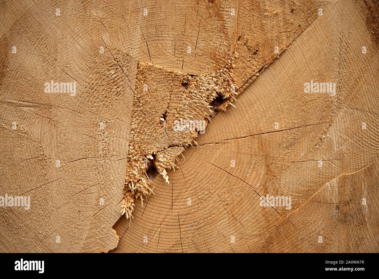 Gros plan sur la planche à bois fissurée Banque D'Images