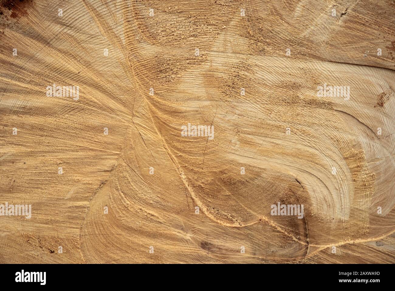Un arbre scié. La texture du bois. Gros plan d'une section transversale de bois d'oeuvre. Texture d'arrière-plan Banque D'Images