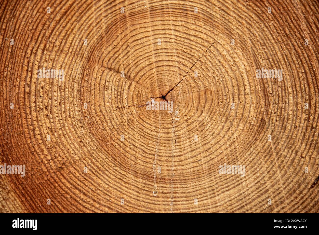 Un arbre scié. La texture du bois. Gros plan d'une section transversale de bois d'oeuvre. Texture d'arrière-plan Banque D'Images