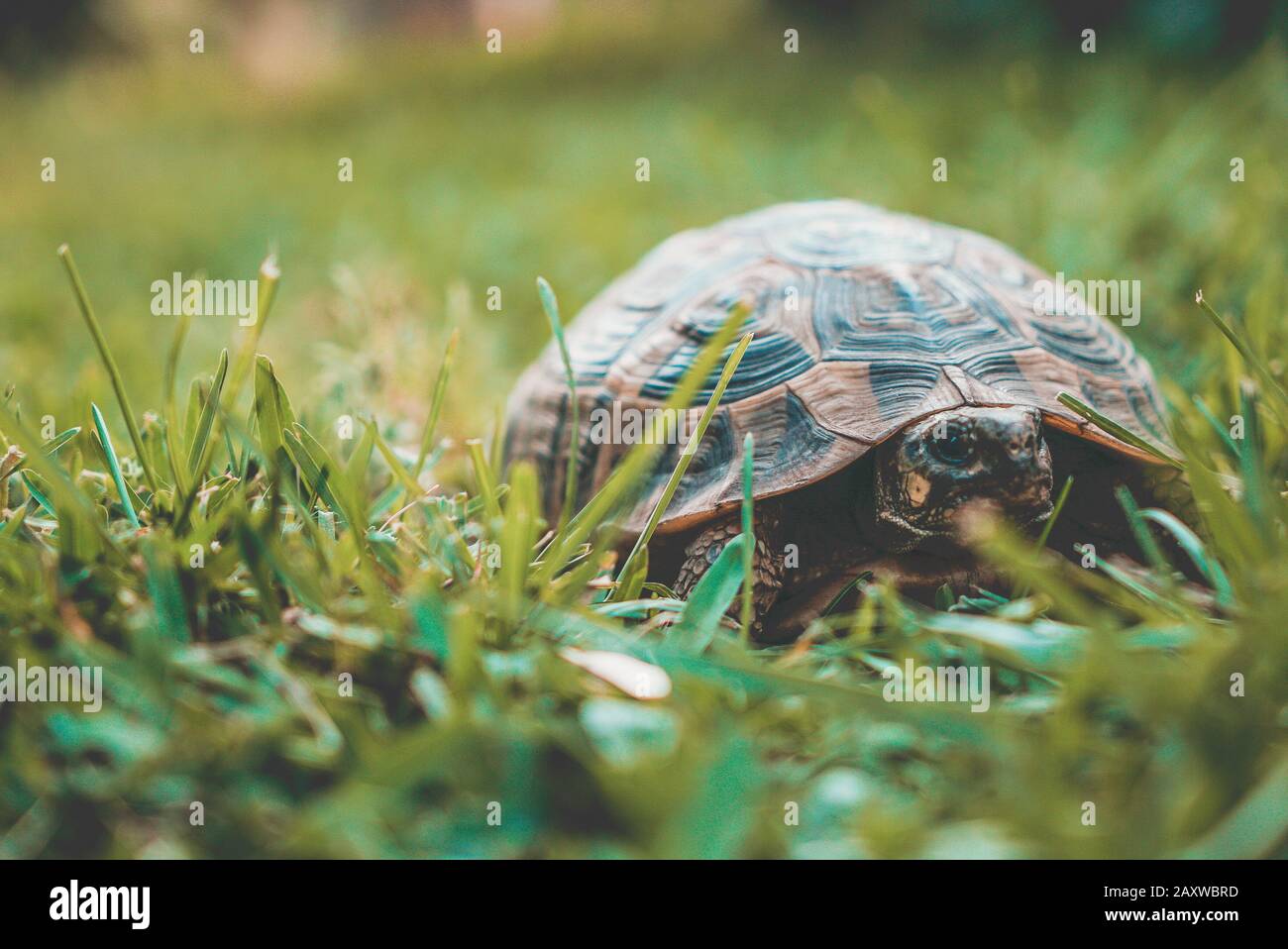 Tortue dans l'herbe Banque D'Images