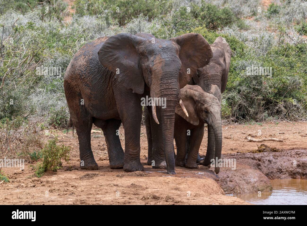 Éléphants d'Afrique ou éléphants de brousse d'Afrique se rafraîchissant dans un trou d'eau dans le parc national Addo Elephant, le Cap oriental, Afrique du Sud Banque D'Images