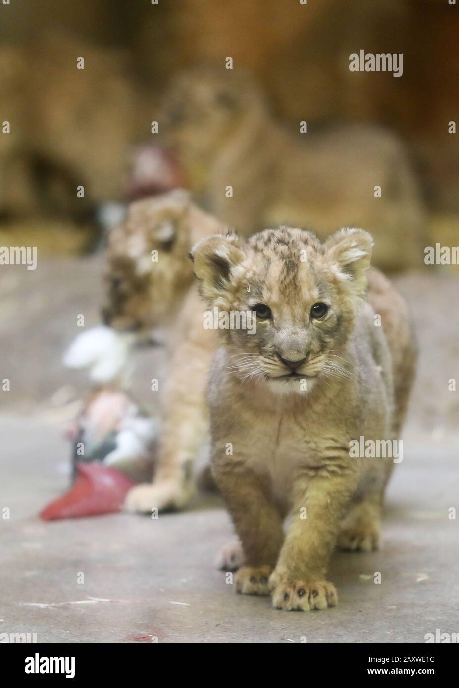 Leipzig Allemagne 13 Fevrier Les Lions De Bebe Mangent Dans Leur Enceinte La Progeniture Deux Chats Et Trois Chats S Est Montree Aux Visiteurs Pour La Premiere Fois Les Quintuplets