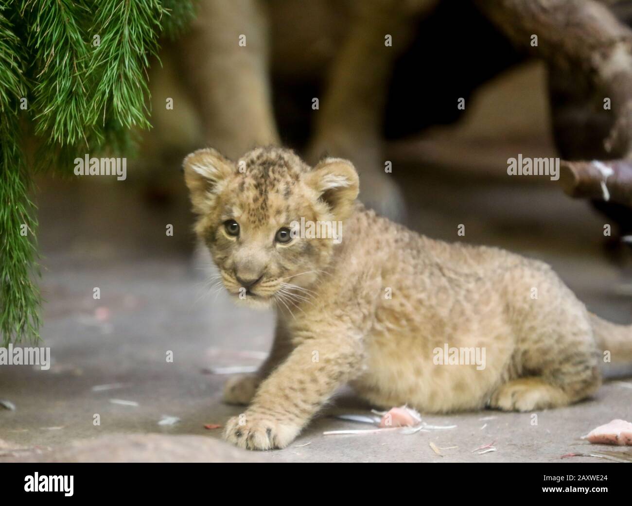 Leipzig Allemagne 13 Fevrier L Un Des Cinq Lions De Bebe Est Assis Dans L Enceinte La Progeniture Deux Chats Et Trois Chats S Est Montree Aux Visiteurs Pour La Premiere Fois