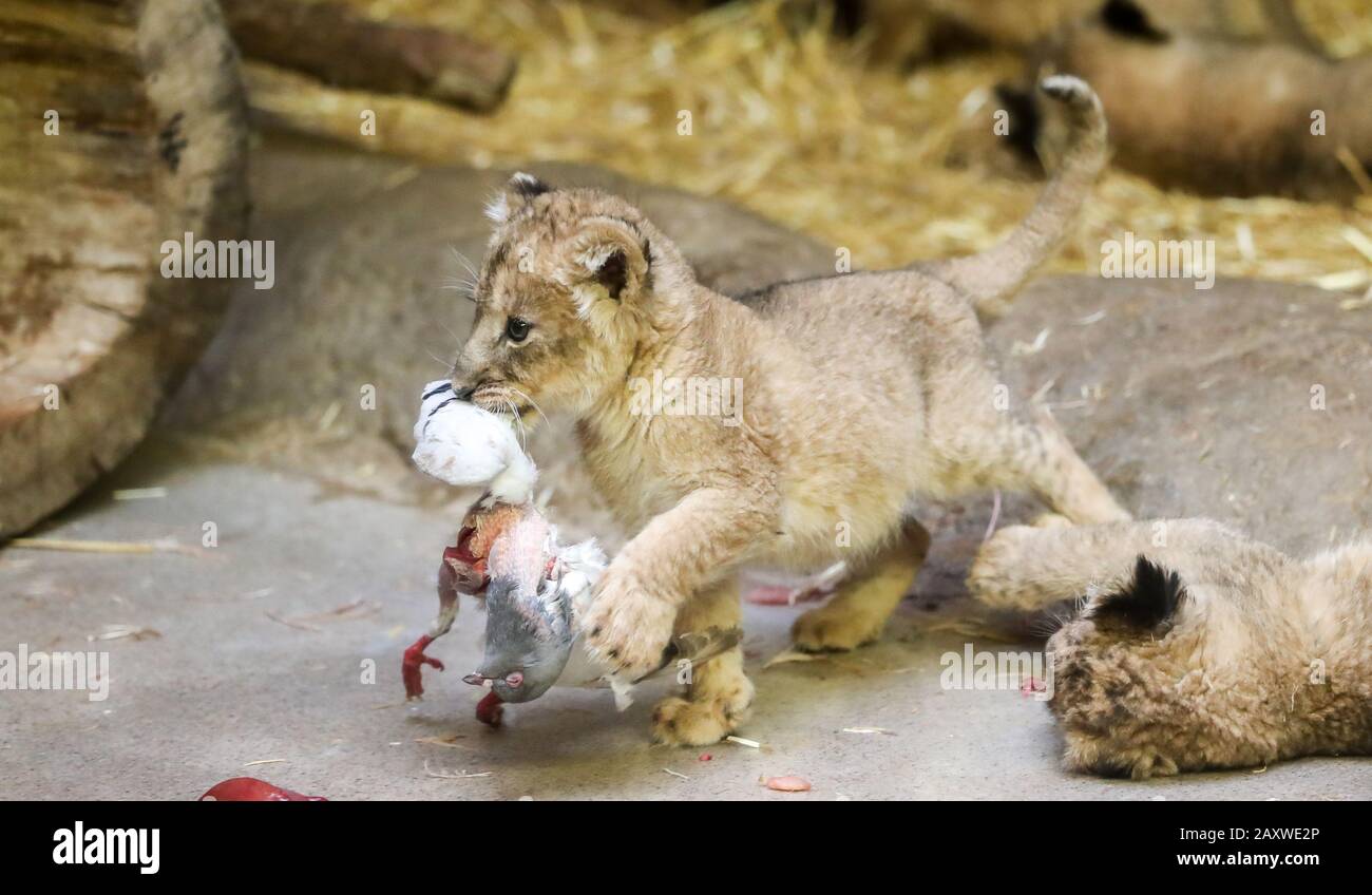 Leipzig Allemagne 13 Fevrier Les Lions De Bebe Mangent Dans Leur Enceinte La Progeniture Deux Chats Et Trois Chats S Est Montree Aux Visiteurs Pour La Premiere Fois Les Quintuplets Leipzig Allemagne 13 Fevrier Les Lions De Bebe Mangent Dans Leur Enceinte La Progeniture Deux Chats Et Trois Chats S Est Montree Aux Visiteurs Pour La Premiere Fois Les Quintuplets