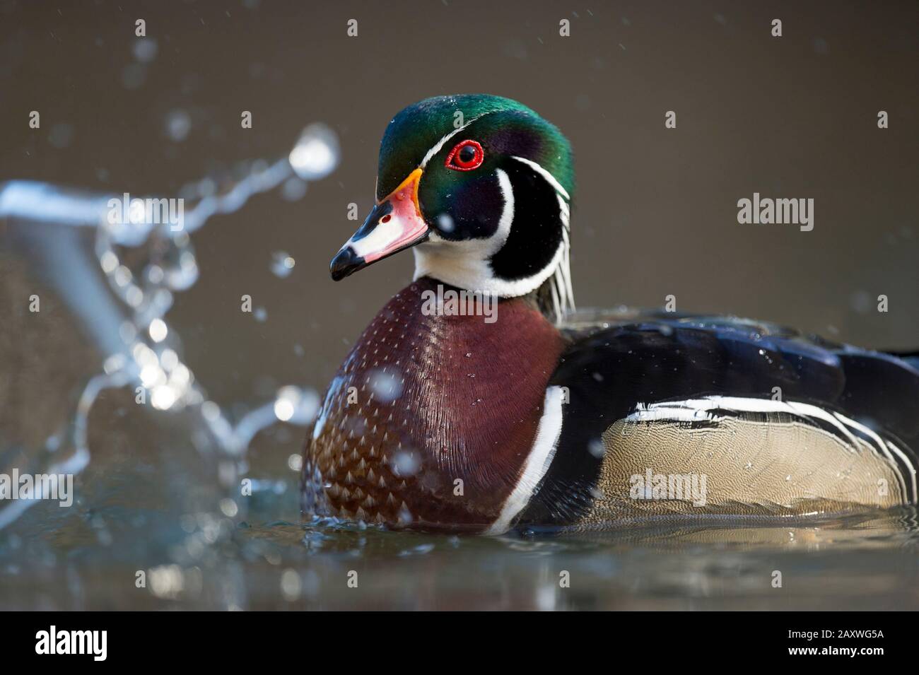 Un canard gros plan coloré en bois mâle avec un grand jet d'eau devant lui dans la lumière douce du soleil. Banque D'Images