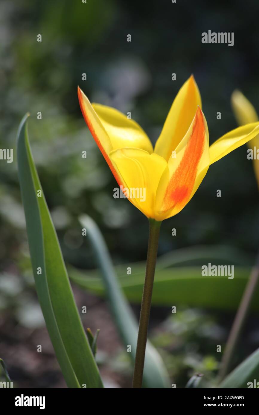 Feu de recul jaune transparent, tulipe près. Banque D'Images