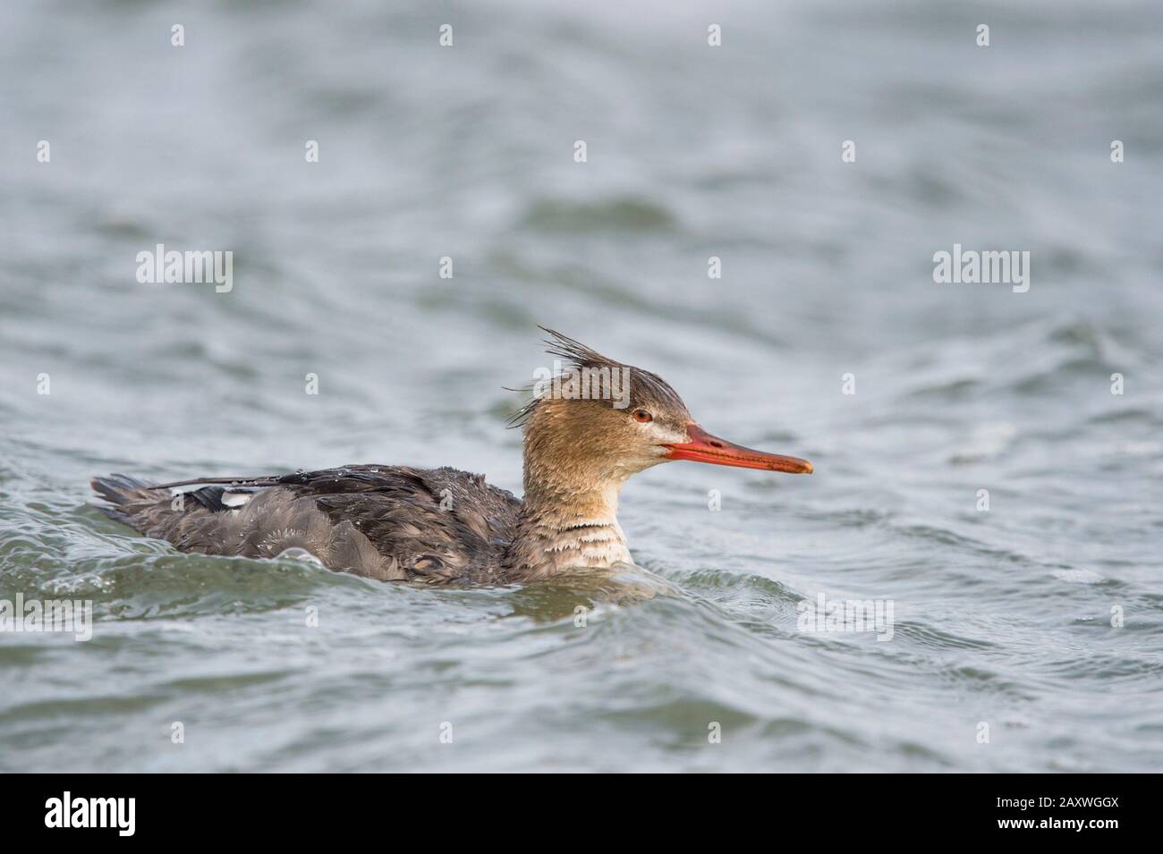 Une femme de Merganser à la coupe rouge se baigner dans de l'eau froide claire pendant une journée bien remplie. Banque D'Images