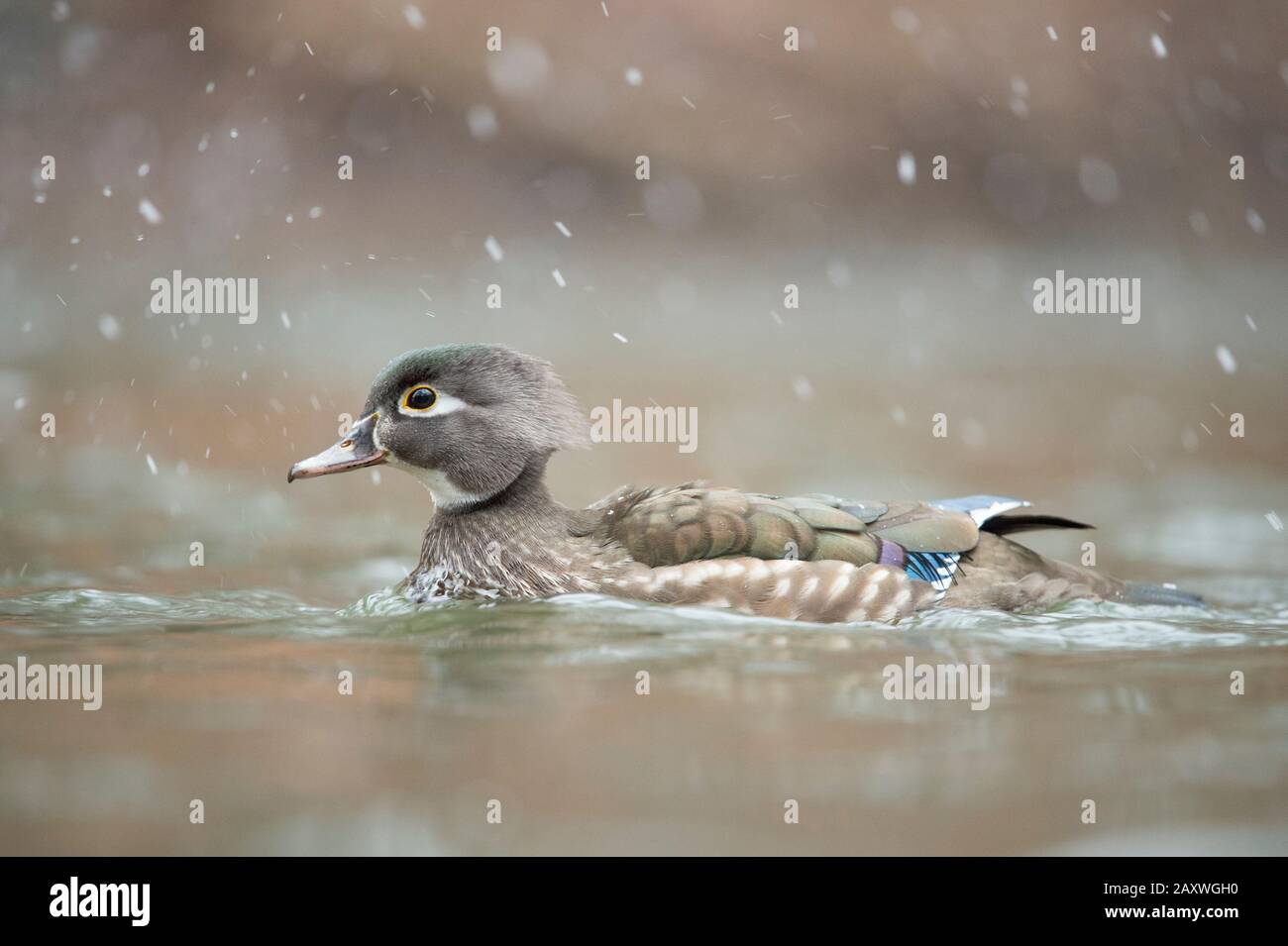 Le canard de bois féminin nage dans un petit ruisseau en tombant de neige avec un fond brun lisse. Banque D'Images