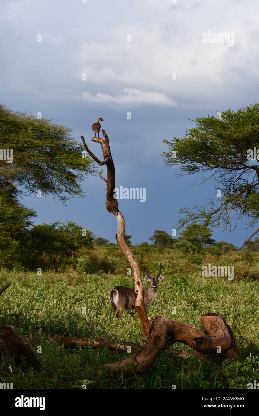 Belle scène d'un buck avec une Spurfowl à col jaune sur un arbre avec ciel sombre. Parc National Du Meru, Kenya. Banque D'Images