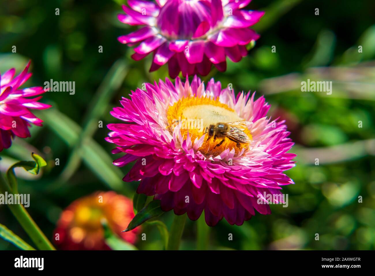 Honey Bee Up Pollinisation Rapprochée D'Une Fleur Rose Et Jaune, Fond De La Faune Extérieure, Insecte Pollinisant, Jardin De Fleurs, Springtime Banque D'Images