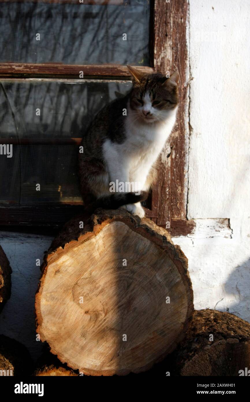 Chat domestique debout sur des grumes empilés par une maison rustique blanche avec une fenêtre fissurée sur une journée ensoleillée. Banque D'Images