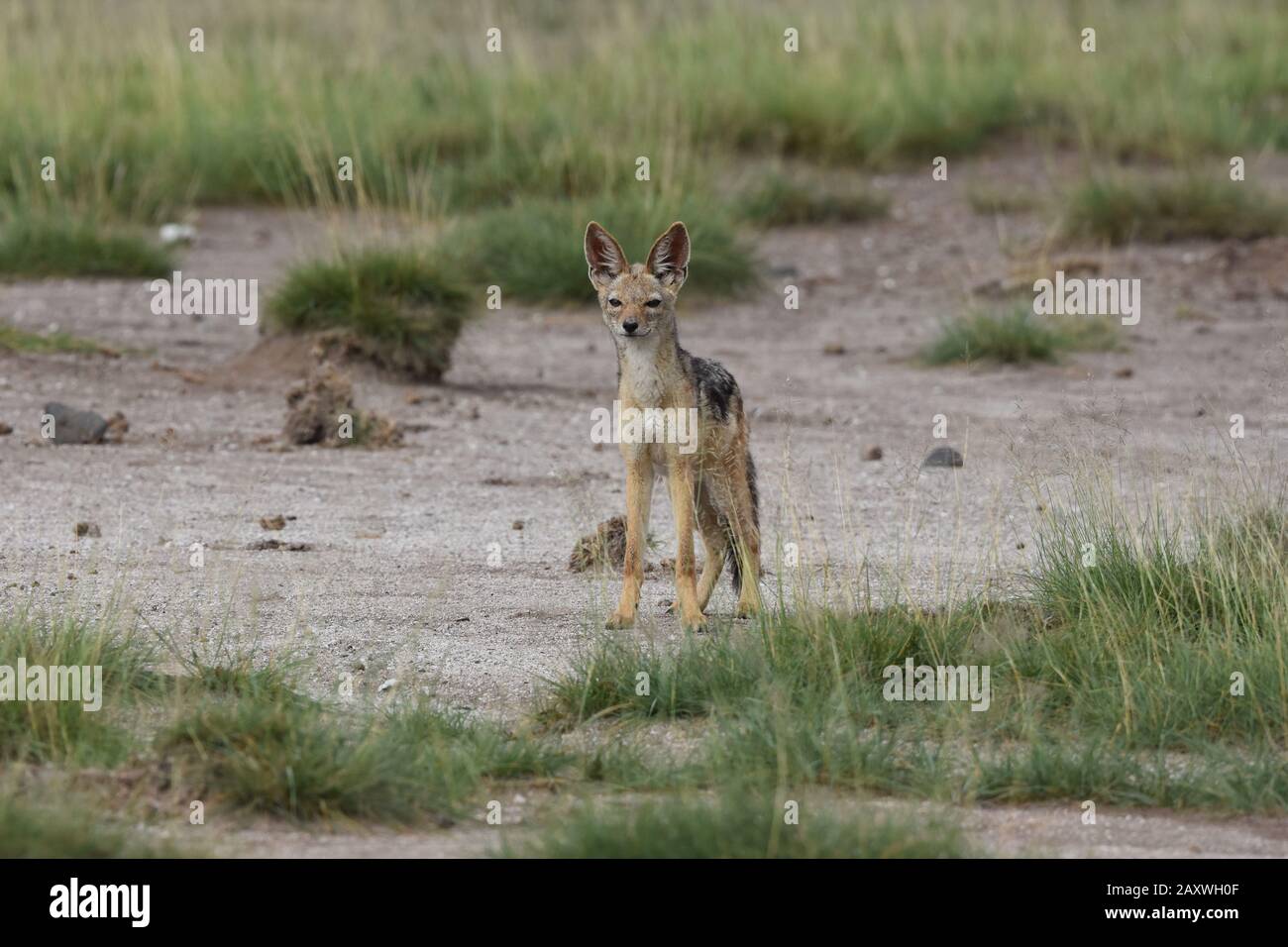 Jackal soutenu par des noirs à Scrubland, lac Amboseli, Kenya Banque D'Images