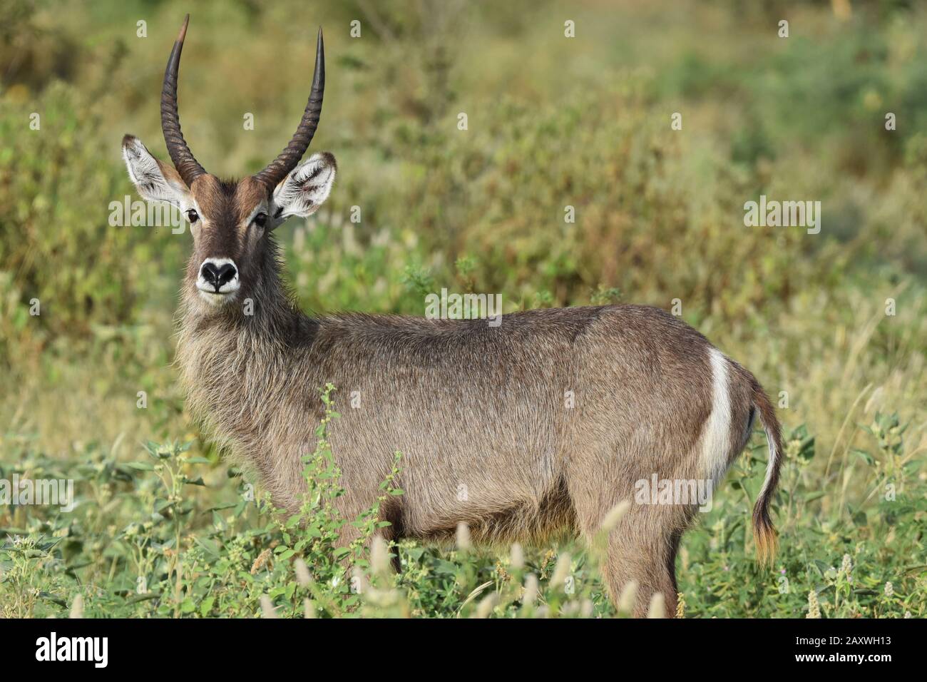 Waterbuck avec des cornes dans le feuillage près. Parc National D'Amboseli, Kenya. Banque D'Images