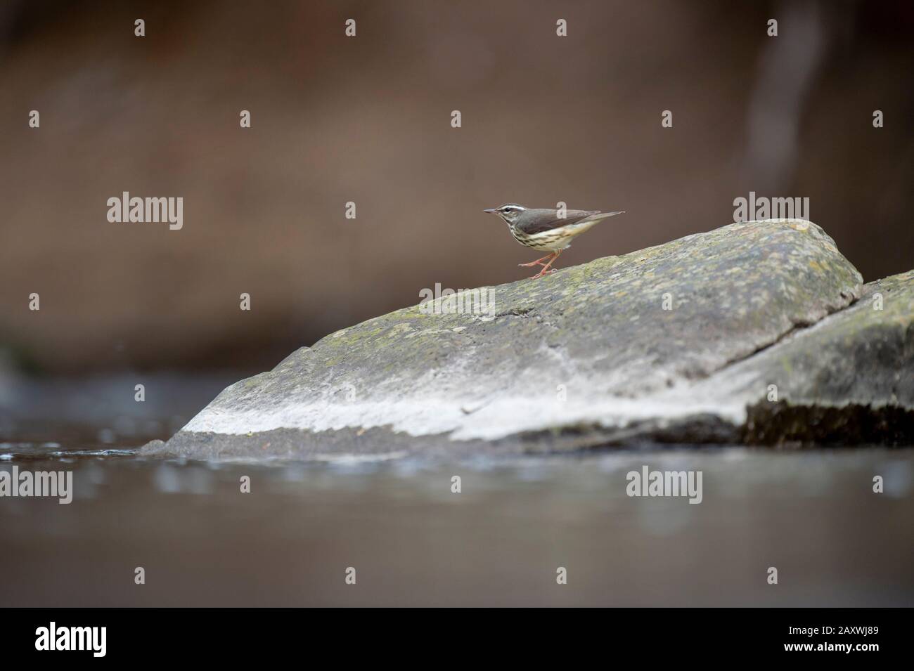 Louisiana Waterthrush perché sur un grand rocher dans l'eau alors qu'il recherche de petits insectes et inverties à manger dans la lumière douce sur-fonte. Banque D'Images