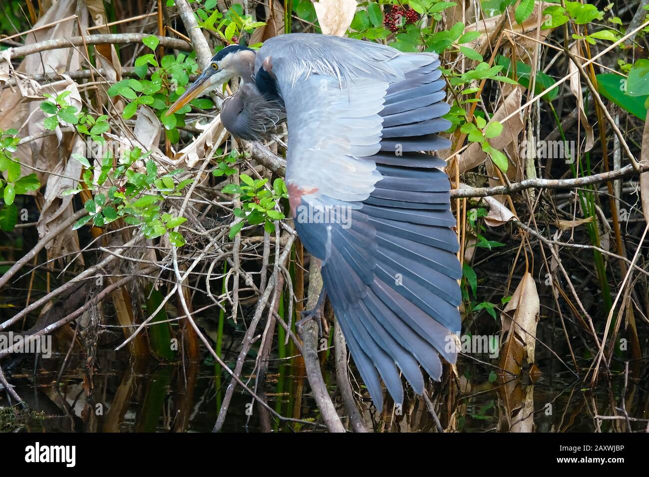 Super Blue Heron avec aile déployée Banque D'Images
