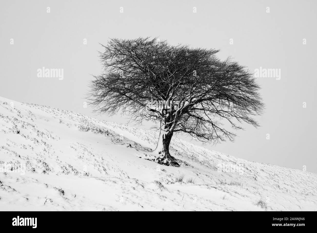 Un arbre isolé sur une colline après une chute de neige, Leadhills, South Lanarkshire, Écosse. Banque D'Images