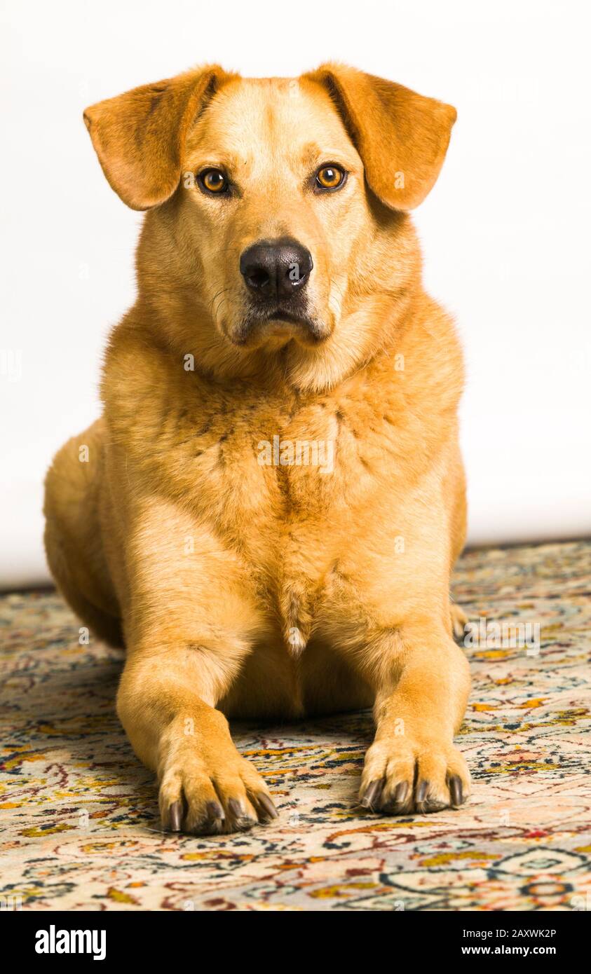 Un portrait d'un chien Chinook en studio sur fond blanc. Banque D'Images