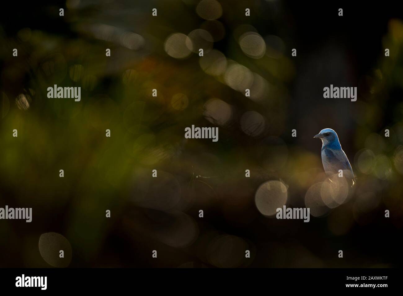 Un arnaque de Floride Jay avec un fond sombre brillant dans la lumière du soleil avec un premier plan hors du foyer Banque D'Images