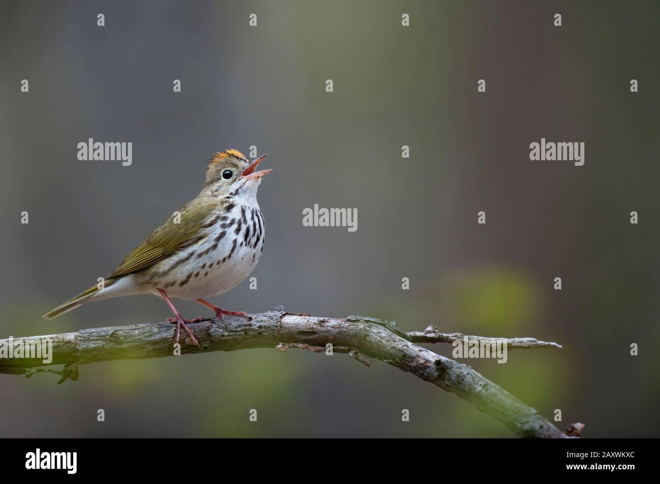 Un Ovenbird chante perché sur une branche nue, avec un arrière-plan uniforme et lisse dans une lumière douce et surmoulée. Banque D'Images