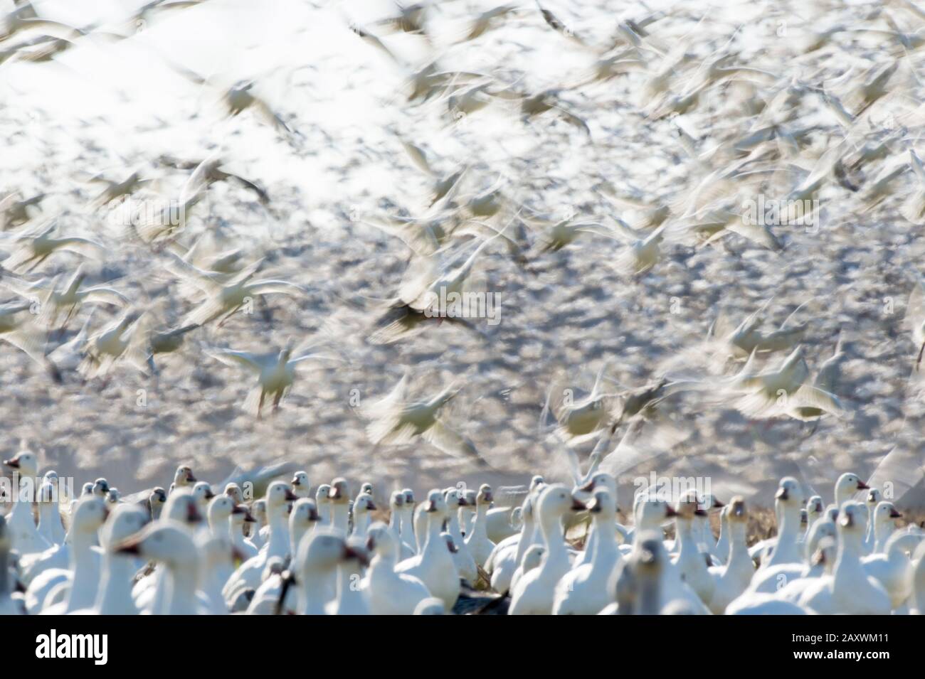 Un grand troupeau de Oies des neiges s'envolent lors d'une journée ensoleillée avec les oiseaux qui s'envolent dans l'air. Banque D'Images