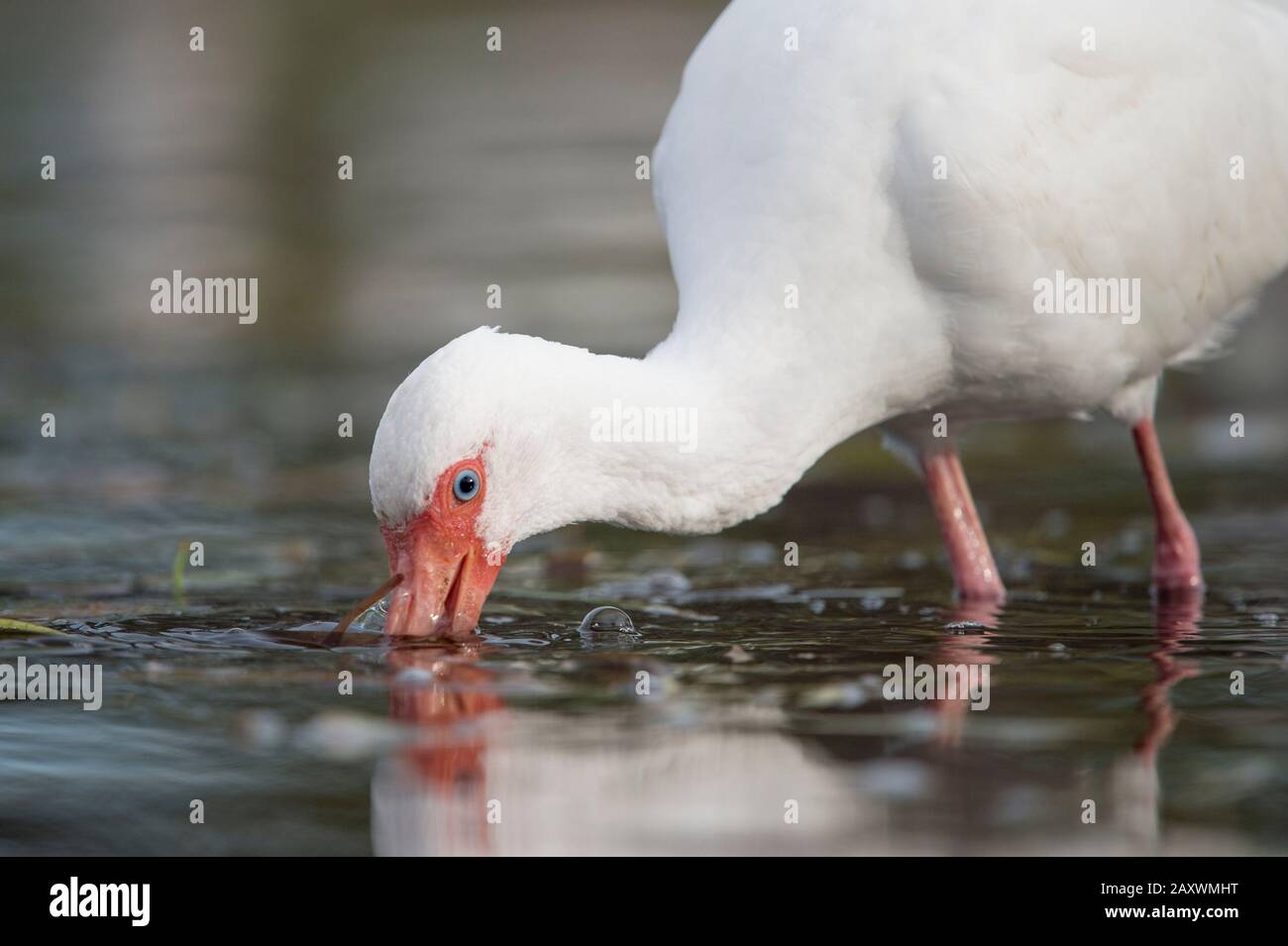 Un Ibis blanc s'estompe dans l'eau peu profonde avec sa longue note rose à la lumière du soleil douce avec une réflexion dans l'eau. Banque D'Images
