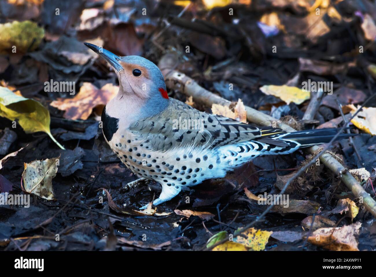 Le pic flamboyant Banque D'Images Le pic flamboyant Banque D'Images