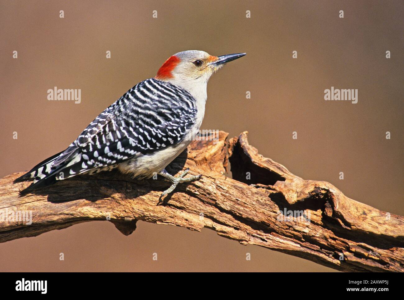 Portrait de pic à ventre rouge mâle Banque D'Images