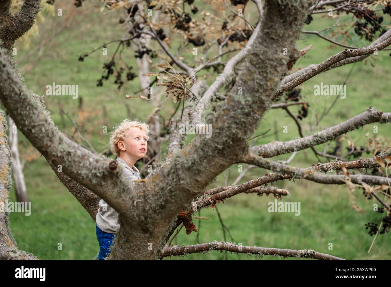 Petit garçon aux cheveux bouclés qui escalade un arbre Banque D'Images