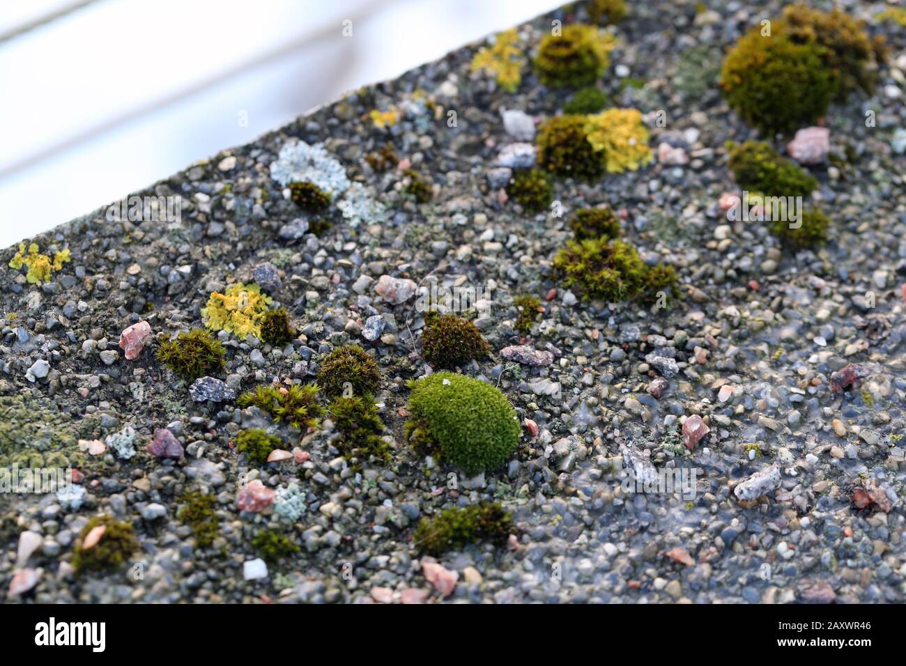 Il y a plein de lichen marin doré (xanthoria parietina) avec mousse verte et quelques petites roches. Gros plan / macro image. Banque D'Images