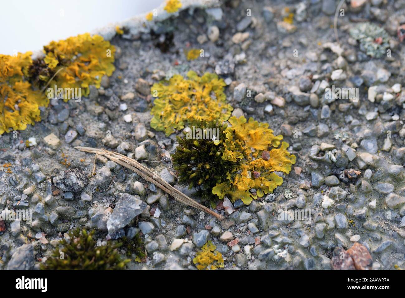 Il y a plein de lichen marin doré (xanthoria parietina) avec mousse verte et quelques petites roches. Gros plan / macro image. Banque D'Images