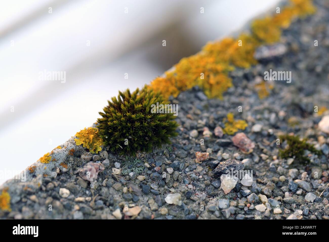 Il y a plein de lichen marin doré (xanthoria parietina) avec mousse verte et quelques petites roches. Gros plan / macro image. Banque D'Images