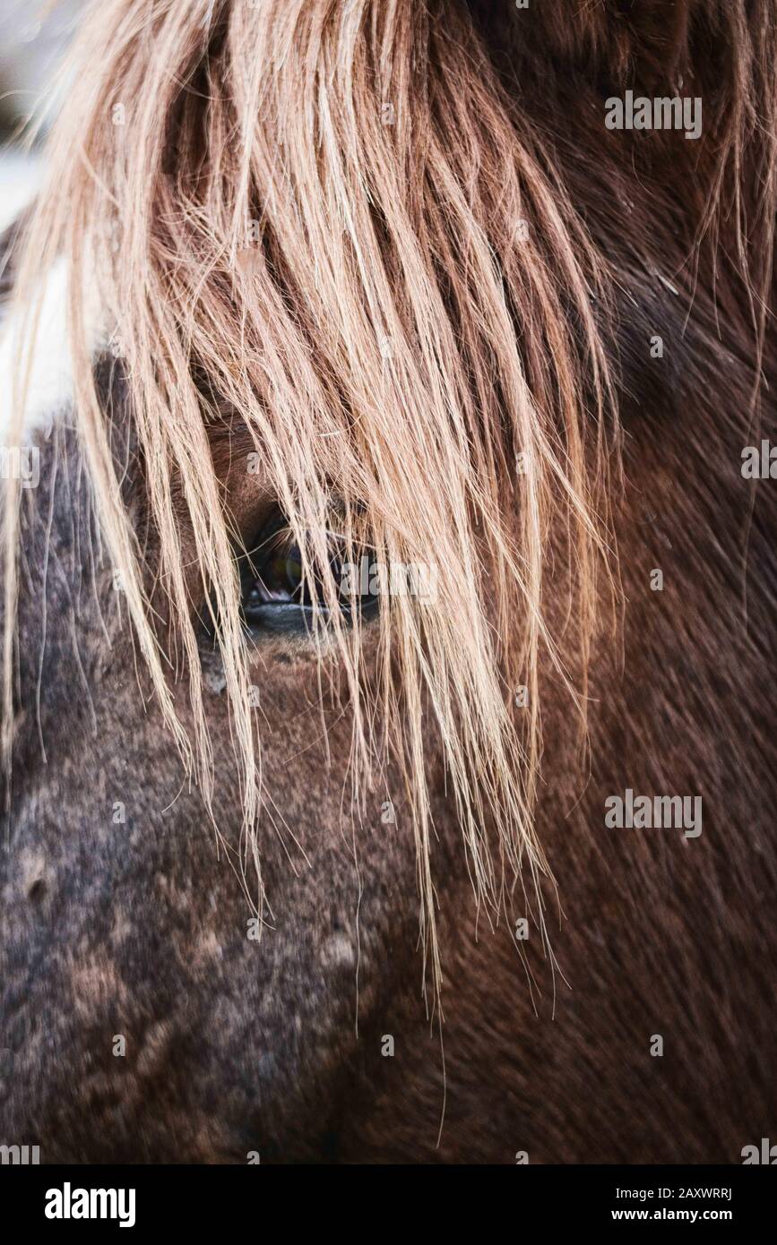 Gros plan plein format, résumé des cheveux de cheval et de cheval Banque D'Images