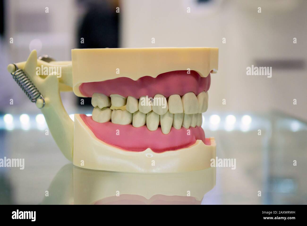modèle de dents humaines du gros plan de la mâchoire humaine Banque D'Images