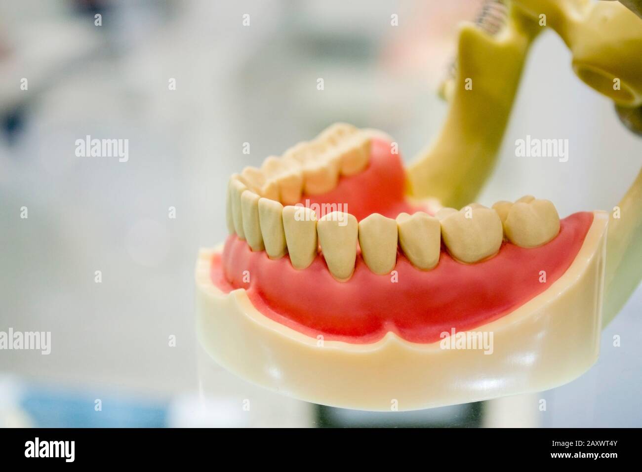 modèle de dents humaines du gros plan de la mâchoire humaine Banque D'Images