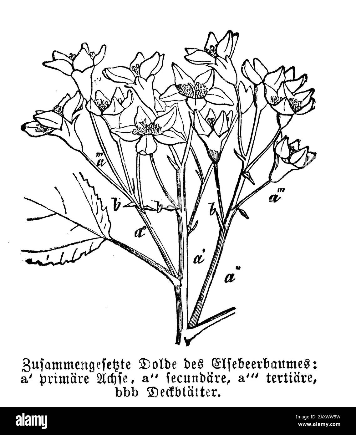 Rowan, frêne de montagne, Sorbus aucuparia, anonym (livre de biologie, 1881) Banque D'Images