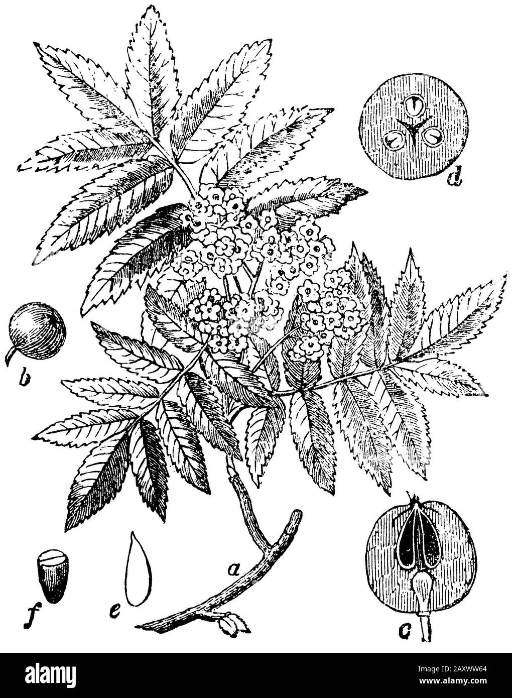 Rowan, frêne de montagne, Sorbus aucuparia, (encyclopédie, 1893) Banque D'Images